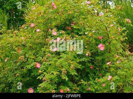 CANE ROSA ROSA CANINA CON UNA MOLTITUDINE DI FIORI ROSA HIGHLAND SCOZIA LUGLIO Foto Stock