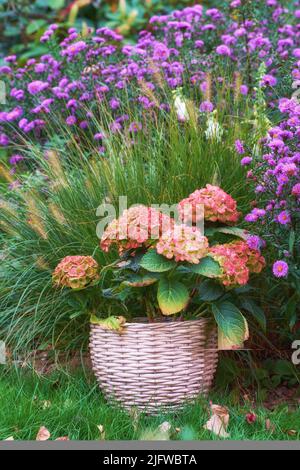 Hydrangea fiorita in un cesto di fiori con grande erba zebra e gli assaggiatori sull'erba in un giardino. Ritratto foto di fiori con grandi foglie in una pentola Foto Stock