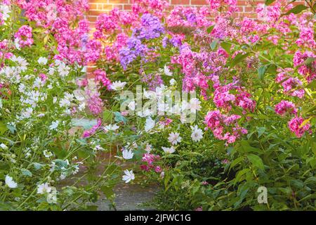 Un giardino con fiori bianchi a cucù e fiori Phlox Paniculata a fiamma rosa. Cespuglio di fiori in fiore in giardino in una giornata di sole. Un prato pieno Foto Stock