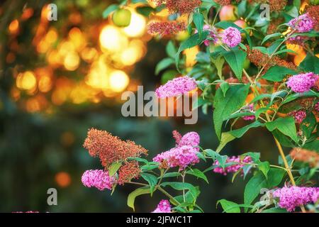 Splendida rosa estate lilla fiore cespuglio al tramonto su uno sfondo sfocato spazio copia con bokeh. Delicati fiori selvatici che crescono in giardino all'alba Foto Stock