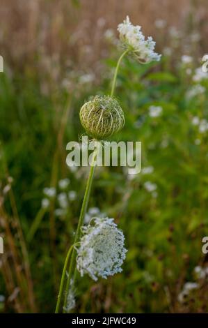 Daucus, carota, pianta da vicino Foto Stock