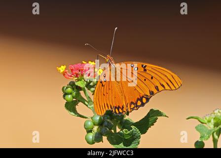 Farfalla del Fritillario del Golfo (Dione vanillae) alimentazione adulta sul fiore di Lantana San Jose, Costa Rica, Marzo Foto Stock