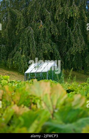 Serra biologica nel giardino posteriore con finestre aperte per la ventilazione. Un giardino d'inverno circondato da verde lussureggiante e varietà di piante. Un piccolo Foto Stock