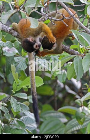 Scimmia scoiattolo dell'America centrale (saimiri oerstedii oerstedii) due giovani giocano combattendo la penisola di Osa, Costa Rica, Marzo Foto Stock