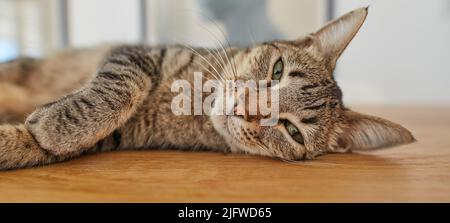 Un gatto simpatico tabby che giace su un tavolo con gli occhi adorabili in una casa. Un felice cucciolo furry in una casa rilassante dopo aver giocato tutto il giorno. Un ritratto di un Foto Stock