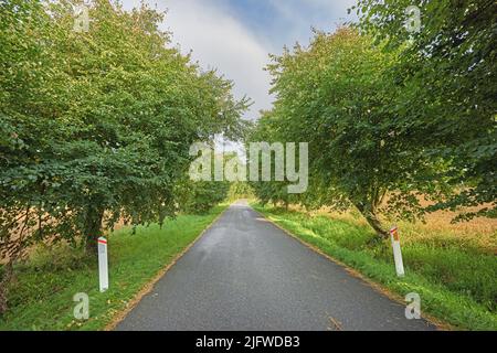 Vista su una strada vuota circondata da cespugli e alberi. Vista prospettica della strada vacante con catarifrangente, circondata da conifere verdi con una bella Foto Stock