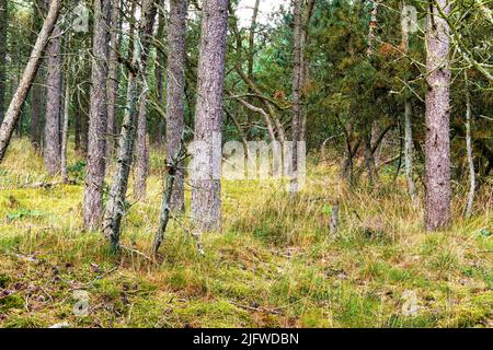 Paesaggio di alti alberi di abete rosso nei boschi con erba coltivata. Basso angolo di tronchi di pino diritto in una foresta remota con arbusti selvaggi non coltivati Foto Stock