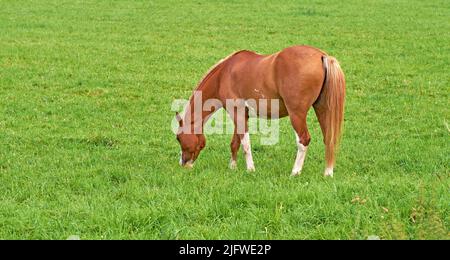 Cavallo marrone pascolo in un prato vicino alla campagna con copyspace. Un pony che mangia erba su un campo aperto con pascoli verdi freschi. Castagno Foto Stock