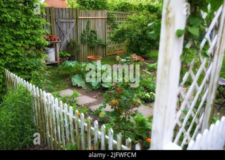 Un bel giardino in un cortile di una casa o di una casa con una recinzione di legno intorno ad esso. Lussureggianti piante botaniche verdi che crescono in un cortile con un percorso e argilla Foto Stock