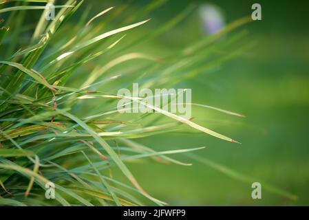 Zoom su erba fresca che cresce su un campo o parco in una giornata di sole. Lungo, prato non rifinito in necessità di un taglio o manutenzione. Erba fresca di primavera Foto Stock