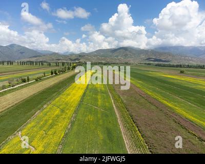 Vista aerea dei campi colorati che crescono in Kirghizistan. Foto Stock