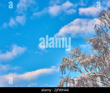 Copia lo spazio con cielo blu nuvoloso dal basso e rami ricoperti di ghiaccio ghiacciato di un albero durante il tempo nevoso. Vista panoramica panoramica panoramica di un paesaggio panoramico e. Foto Stock