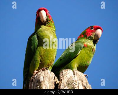 Due Parakeets Mitered, Psittacara mitratus o Aratinga mitrata, arroccato su paletto di legno su sfondo blu cielo Foto Stock