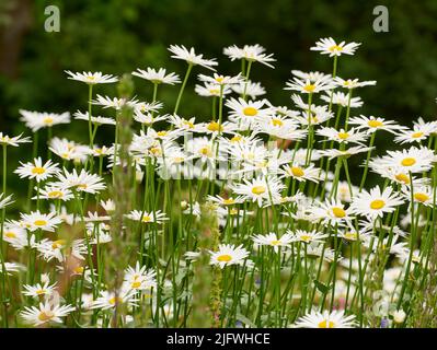 Un gruppo di margherite o marguerite che fioriscono in un parco al tramonto. Fiori bianchi con pistils gialli in campo all'aperto durante la giornata estiva. Piante in fiore Foto Stock