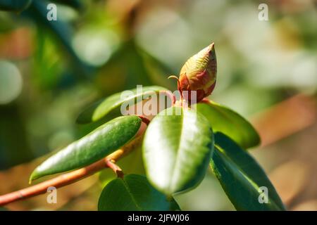 Primo piano di germogliare Rhodendron fiore in giardino a casa. Zoomato dentro su una pianta legnosa che ottiene pronta a fiorire mentre cresce nel cortile in estate Foto Stock