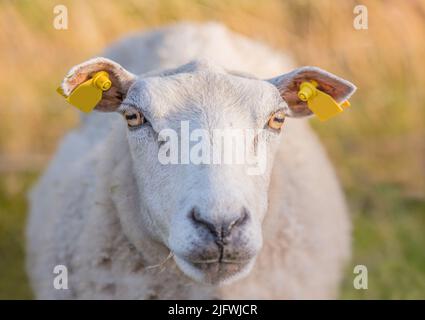 Pecore che pascola in un prato di erica durante il tramonto nel Parco Nazionale di Rebild, Danimarca. Una pecora lanosa che cammina e mangia erba su un campo in fiore o un Foto Stock