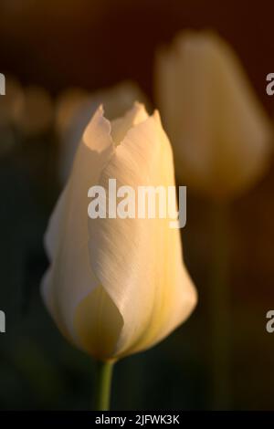 Primo piano di tulipani bianchi contro una luce soffusa al tramonto in una giornata estiva con copyspace. Ingrandisci i fiori di stagione che crescono in un campo o in un giardino. Dettagli Foto Stock