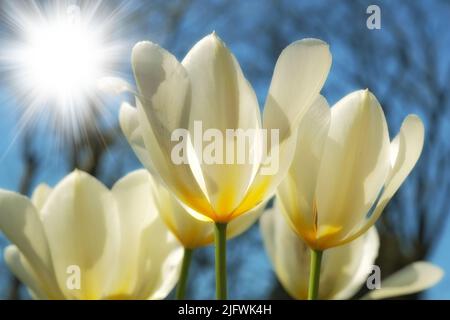 Luce del sole su tulipani bianchi che crescono in natura con bokeh. Primo piano di fiori freschi e selvatici che si innalzano con il sole in un giardino, campo o parco, vibrante Foto Stock