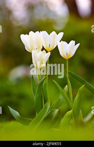 Primo piano di tulipani bianchi in un parco o giardino in una giornata estiva con bokeh sfondo copyspace. Ingrandisci i fiori stagionali che crescono nella natura. Dettagli Foto Stock