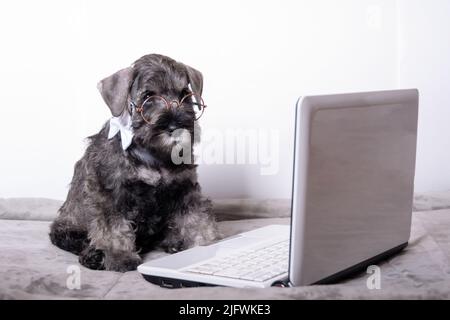 Carino piccolo schnauzer cucciolo in occhiali guarda un laptop su uno sfondo bianco. Concezione della formazione online. Concetto di shopping online. Foto Stock