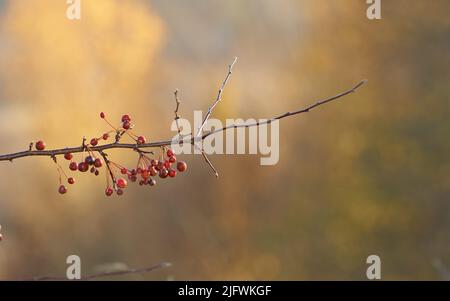 Primo piano di un albero cinese di mele granchio in un giardino con sfondo sfocato e copyspace. Zoom in su bacche rosse, frutta che cresce su un ramo in natura Foto Stock