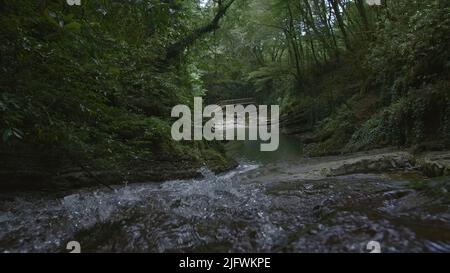 Bei corsi d'acqua di fiume foresta in estate. Creativa. Il fiume scorre in una fitta foresta verde con vegetazione lussureggiante. Il fiume veloce scorre in basso tra il verde scuro Foto Stock