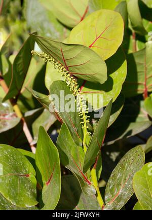 foglie di colza; primo piano; foglie di leateria verde; vene rosse; fusto di fiori che emerge, Germogli, arbusti tropicali, natura, cocloba uvifera; Florida Foto Stock