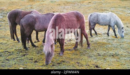 Rilassato animali in piedi fuori insieme mangiare su un lussureggiante paesaggio verde in una mattina primaverile. Cavalli che pascolo su un pascolo breezy o terra di fattoria Foto Stock
