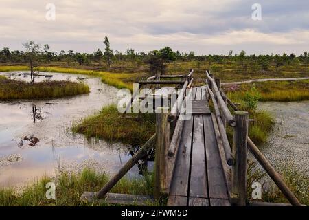 Tramonto sulla torbiera rialzata nel parco nazionale di Kemeri in Lettonia. Natura sfondo Foto Stock