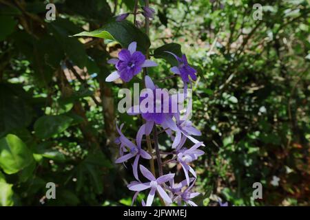 Fiori di colore violetto e gemme di una vite di carta vetrata (Petrea Volubilis) appendere alla bratta in una giornata di sole Foto Stock