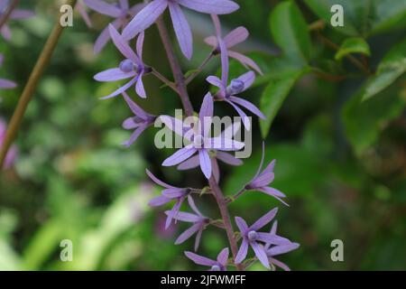 Pronto a fiorire germogli di un vitigno di carta vetrata (Petrea Volubilis) Foto Stock