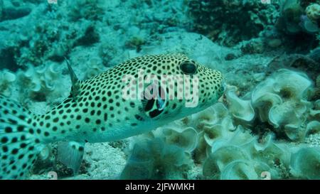 Il primo piano di pesci Pufferfish nuota vicino alla barriera corallina. Puffer (Arothron stellatus), Mar Rosso, Egitto Foto Stock