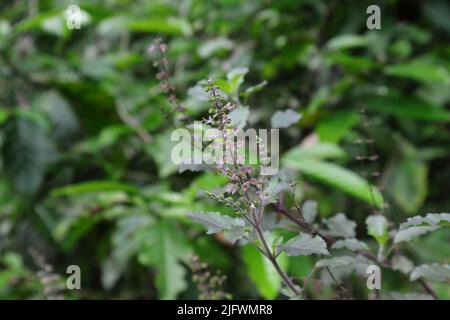 Florescenza di un santo basilico o tulsi (Ocimum tenuiflorum) pianta Foto Stock