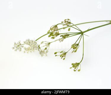 Kuemmel, Echter, Carum carvi ist eine Heil- und Gewuerzpflanze mit weissen Blueten. Cumino, Echter, Carum carvi è una pianta medicinale e spezia con whi Foto Stock