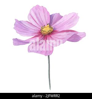 Fiore COSMOS disegnato a mano in acquerello. Elemento floreale per progetti creativi, carte, inviti, modelli, packaging Foto Stock