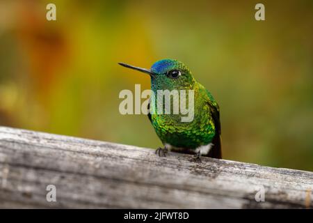 Puffleg - Eriocnemis luciani hummingbird nei brillanti, tribù ¨Heliantheini nella sottofamiglia Lesbiinae, uccello trovato in Colombia, Equadado Foto Stock