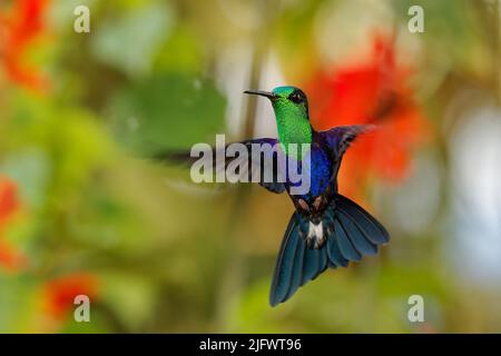 Crownymph crowned woodnymph - Thalurania colombica famiglia di colombini Trochilidae, trovato in Belize e Guatemala a Perù, blu e verde brillante uccello volare su th Foto Stock