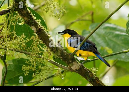 Tanager montano con spalla blu o alare blu - Anisognathus somptuosus uccello giallo in Thraupidi, foresta di altopiano e boschi nelle Ande di Boli Foto Stock