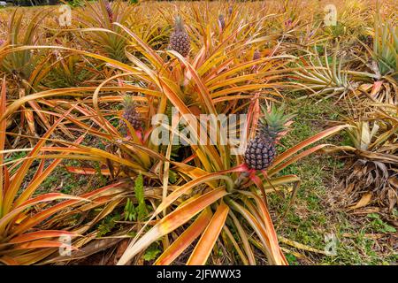 Una vista di ananas, ananas comosus, in un campo su Maui, Hawaii, USA. Foto Stock