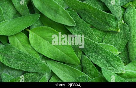 Primo piano foglie di salvia fresche. Tisane sfondo Foto Stock