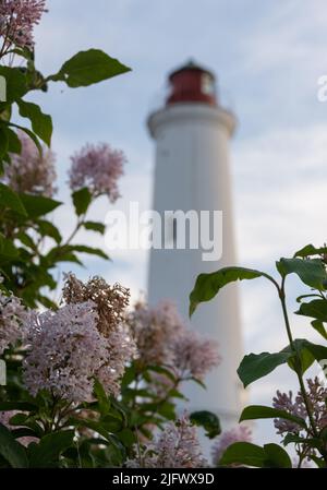 Il vecchio faro di Marjaniemi a Hailuodo, Finlandia Foto Stock