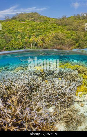 Mezzo sopra, mezzo sotto scena con una barriera corallina e squali della barriera corallina, Carcharhinus melanopterus, sotto, al largo dell'isola di Kadavu nell'angolo sud-est o Foto Stock