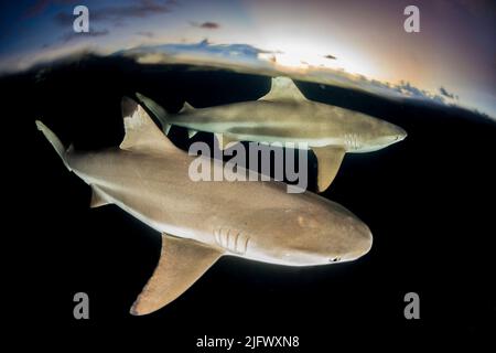 Un'immagine divisa di squali della barriera corallina, Carcharhinus melanopterus, in superficie al tramonto dell'isola di Yap, Micronesia. Foto Stock