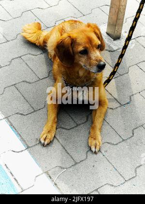 Piccolo cane con colletto in metallo e nero con guinzaglio giallo che giace accanto al negozio e in attesa del proprietario Foto Stock