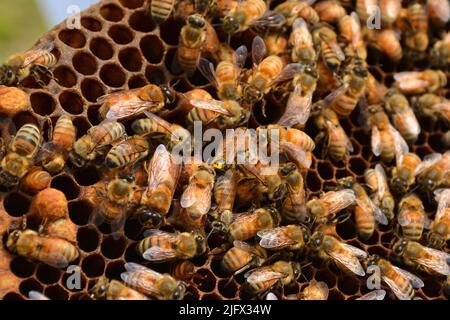 L'ape con segni gialli al centro di questa immagine è la regina di questo alveare. Ci è solitamente soltanto uno in un alveare, che le api di miele del lavoratore alimentano, seguono e proteggono. La società ha bisogno di api sane e di altri insetti per impollinare le colture, ma i cambiamenti di uso della terra che diminuiscono l'abbondanza dei fiori possono influenzare la salute e l'impollinazione delle api. GLI stati del Midwest DEGLI STATI UNITI stanno perdendo praterie e terre di conservazione autoctone che storicamente forniva fiori abbondanti per gli impollinatori. L'USGS lavora a stretto contatto con gli apicoltori professionisti in N. Dakota per valutare quali specie vegetali le api da miele foraggano e quando. Credito: USGS Foto Stock