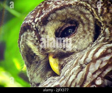 Barred Owl fotografato a Baton Rouge, Louisiana, USA. Strix varia. Il gufo barred è originario del Nord America orientale. Più grandi e aggressivi dei gufi macchiati a nord minacciati a livello federale, i gufi macchiati sono noti per spostare i gufi macchiati, interrompere la loro nidificazione e competere con loro per il cibo. Credito: D.Demcheck/USGS. Foto Stock