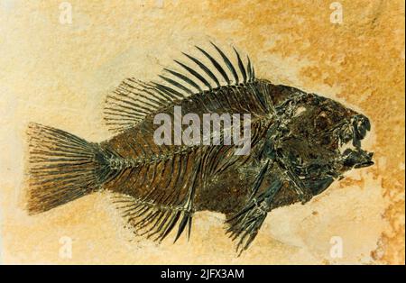Eocene Sunfish. Un fossile Priscacara preparato, di un pesce solare Eocene tardo-precoce. Il campione è di circa il 80% delle sue dimensioni naturali. Fu raccolta dalla formazione di Green River a 9 miglia ad ovest di Kemmerer, Wyoming nel 1984. Credito: USGS Foto Stock
