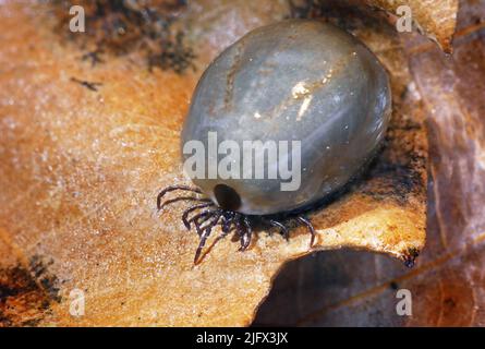 Femmina ingorgato, tick cervo. Le zecche diffondono la più ampia varietà di malattie che sono dannose per gli esseri umani, tra cui la malattia di Lyme. Questa immagine mostra un grande segno di spunta femminile a zecca nera, o segno di spunta cervi (specie Ixodes scapularis). Credito: USGS/BIML Foto Stock