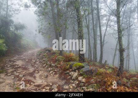 Misty mattina su una pista attraverso una parte boschiva del Parco Nazionale Serra da Estrela, distretto di Gouveia, Portogallo Foto Stock
