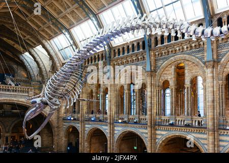 Scheletro di balena, soprannominato speranza, nella Hintze Hall. Museo di Storia Naturale. Kensington & Chelsea, , Londra, Regno Unito, Europa Foto Stock